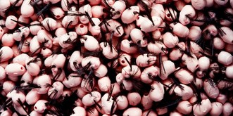 History Porn Teil CI: Geschichte in 36 Wahnsinnsbildern