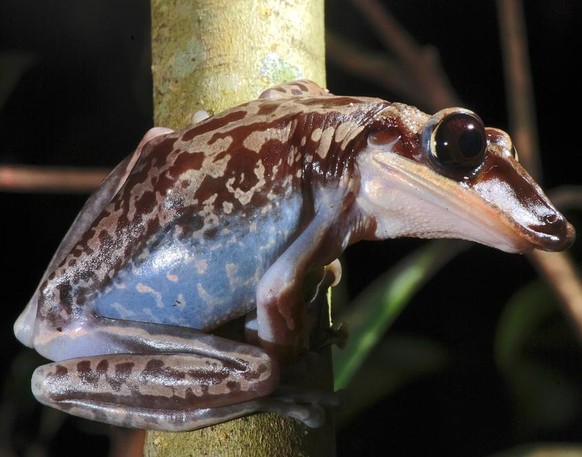 Frosch giftig Tier herzig süss gefährlich tödlich