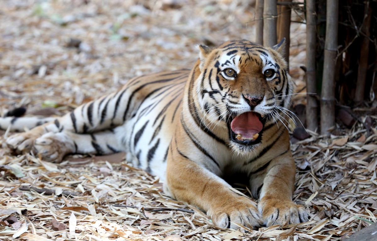 epa09048181 A Royal Bengal Tiger sits in its enclosure at the Van Vihar National Park in Bhopal, India, 03 March 2021. The World Wildlife Day is annually celebrated on 03 March. EPA/SANJEEV GUPTA