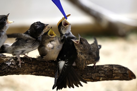 epa13123317 Swifts affected by the heatwave are being cared for at the Instinct Animal SOS Faune Sauvage Wildlife Rescue Centre in Saint-Cezaire-sur-Siagne, southern France, 20 July 2026. Since the be ...