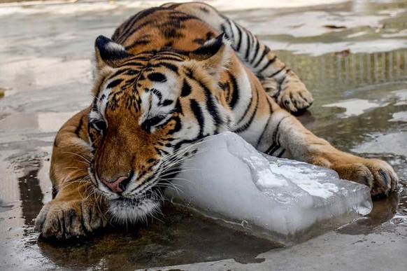 Tiger auf Eisblock
Cute News
https://commons.wikimedia.org/wiki/File:EPA-2015-A-Tiger-cools-off-to-beat-the-heat-by-embracing-a-large-lump-of-ice-at-the-Karachi-Zoo.jpg