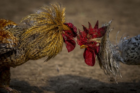 Roosters attack each other during a cockfight as part of Jonbeel festival near Jagiroad, about 75 kilometers (47 miles) east of Guwahati, India, Friday, Jan. 20, 2023. Tribal communities like Tiwa, Ka ...