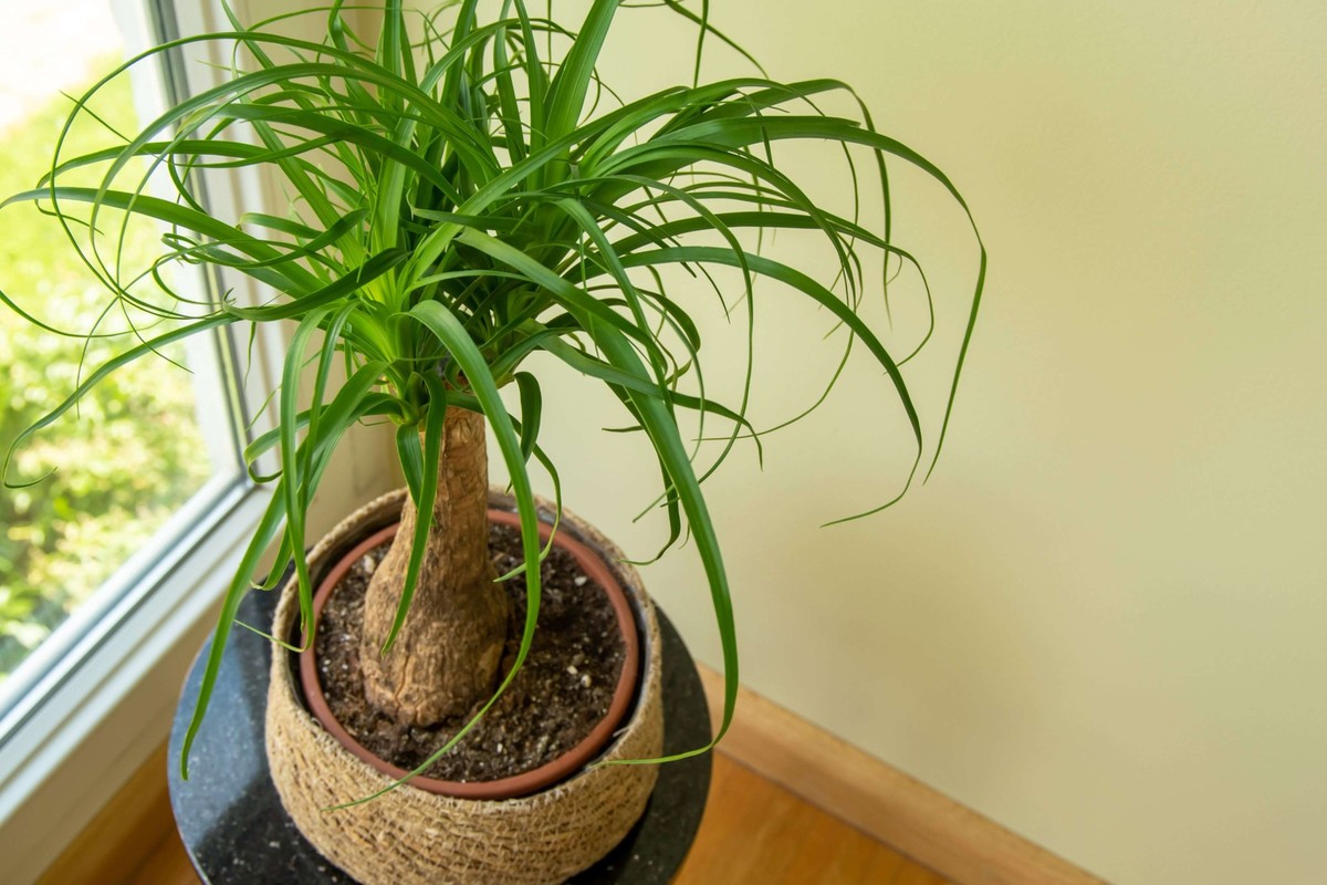 Beaucarnea recurvata, le Pied d'éléphant.