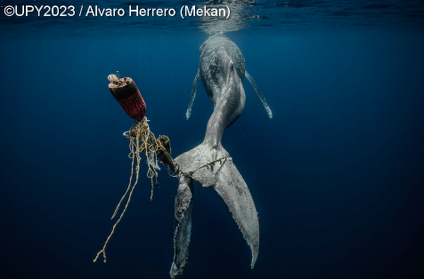 Save Our Seas Foundation’ Marine Conservation Photographer of the Year 2022, verletzter Wal