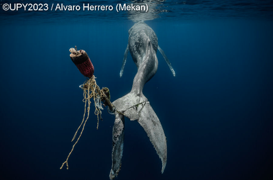 Save Our Seas Foundation Marine Conservation Photographer of the Year 2022, injured whale