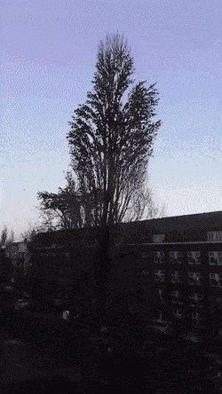 Animiertes GIF