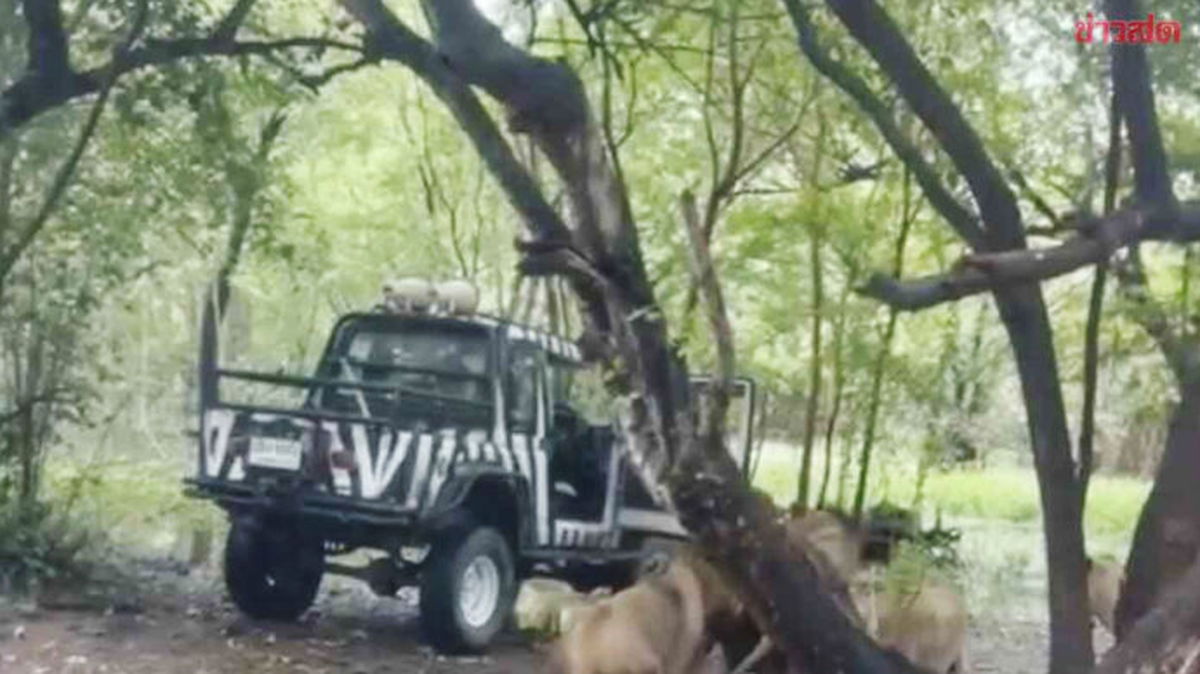 Der Zoo-Mitarbeiter stieg aus seinem Wagen aus und wurde von den Löwen angegriffen.