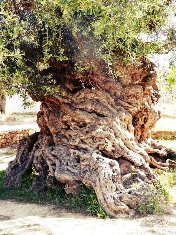 Der wahrscheinlich älteste Olivenbaum der Welt in Vouves, auf Kreta.&nbsp;