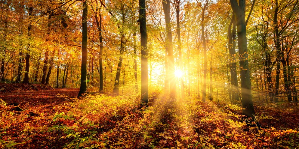 Die letzten warmen Sonnenstrahlen weichen bald kaltem Herbstwetter.