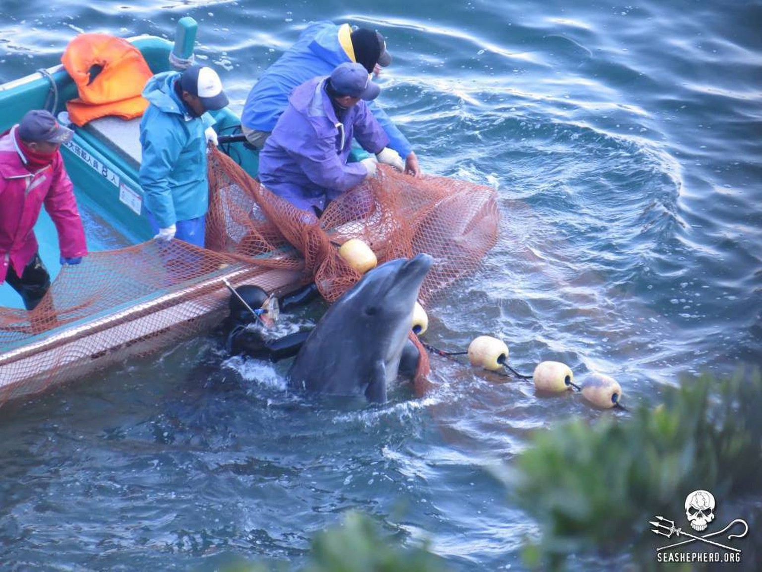 epa04032473 A handout picture provided by the Sea Shepherd Conservation organization shows the selection process of dolphins, during the annual dolphin hunt in Taiji, Japan, 20 January 2014. According ...