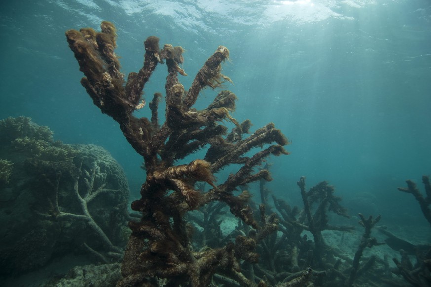 epa05351074 A handout picture made available by the XL Catlin Seaview Survey on 08 June 2016 shows the aftermath of the bleaching event at Lizard Island, on the Great Barrier Reef, off Queensland&#039 ...