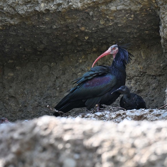 Waldrapp Zoo Basel