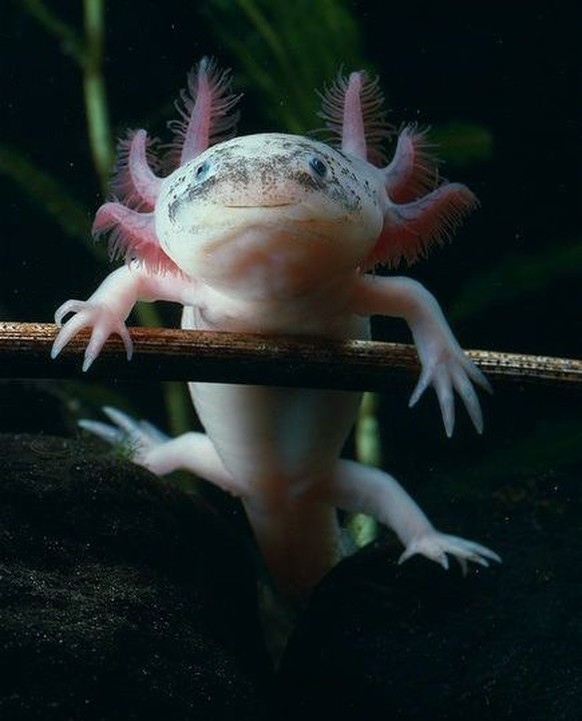 Axolotl
https://www.pinterest.com/pin/285837907574985220/