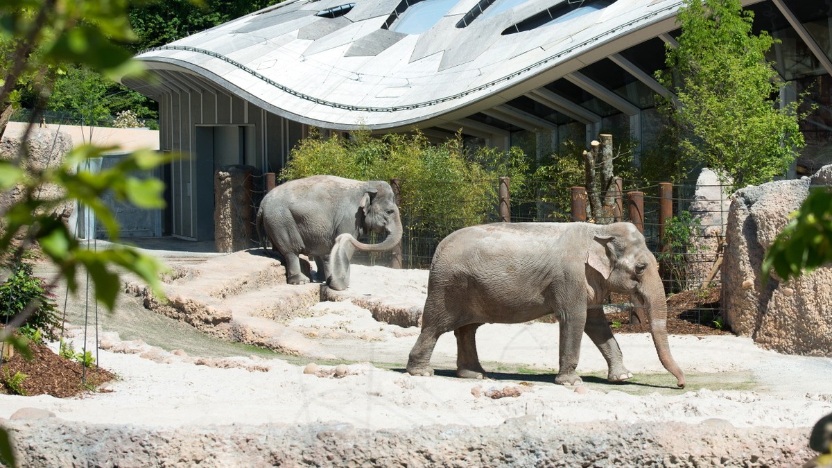 Asiatischer Elefant Elephas maximus; Ceyla-Himali, Druk