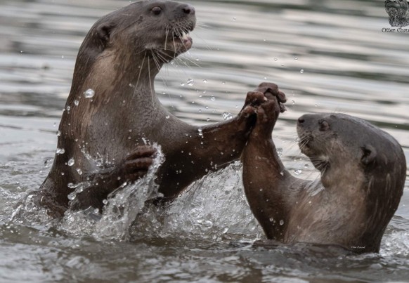 cute news tier otter 

https://www.reddit.com/r/Otters/comments/11r9u4p/highfive/