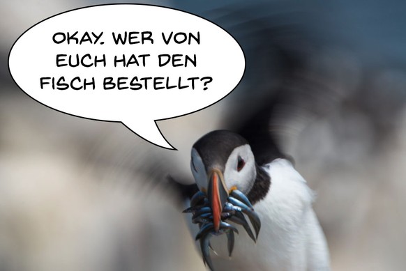 Papageientaucher Comic
Cute News
https://www.flickr.com/photos/duuj152/34963297774