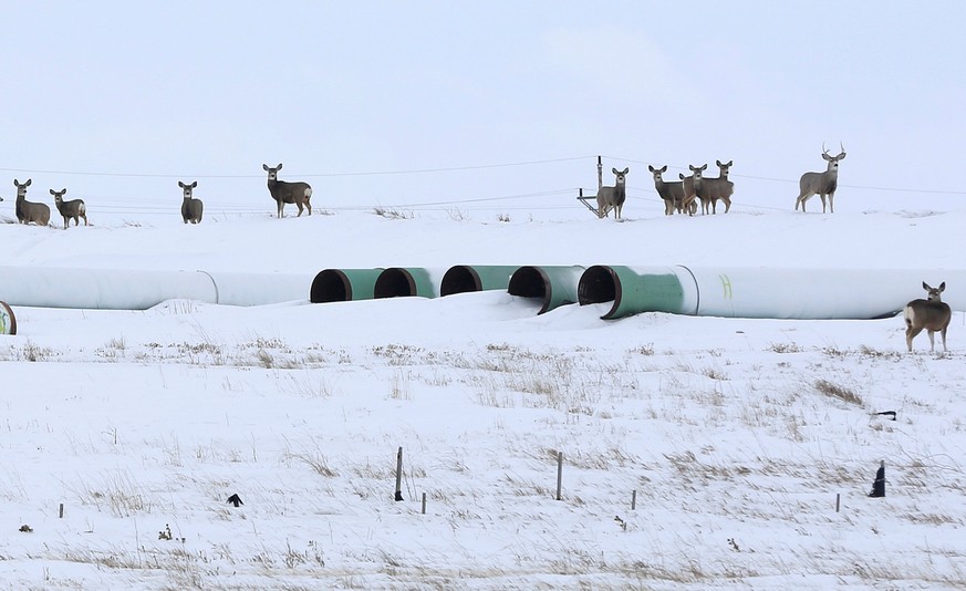 Deer gather at a depot used to store pipes for Transcanada Corp&#039;s planned Keystone XL oil pipeline in Gascoyne, North Dakota, January 25, 2017. REUTERS/Terray Sylvester