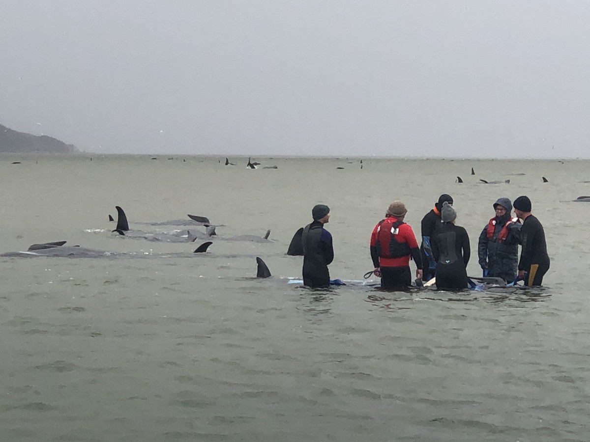 epa08689704 A handout photo made available by Tasmania Police on 23 September 2020 shows efforts to rescue hundreds of pilot whales stranded off Tasmania's remote west coast, at Macquarie Harbour ...