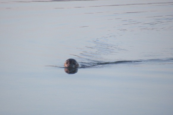 cute news tier robbe

https://imgur.com/gallery/seal-water-DumfoKx#/t/seal
