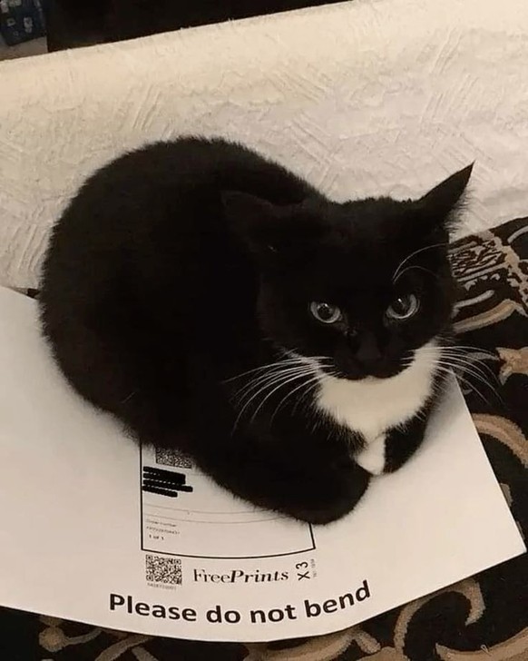 cute news tier katze

https://ch.pinterest.com/pin/1900024839186265/