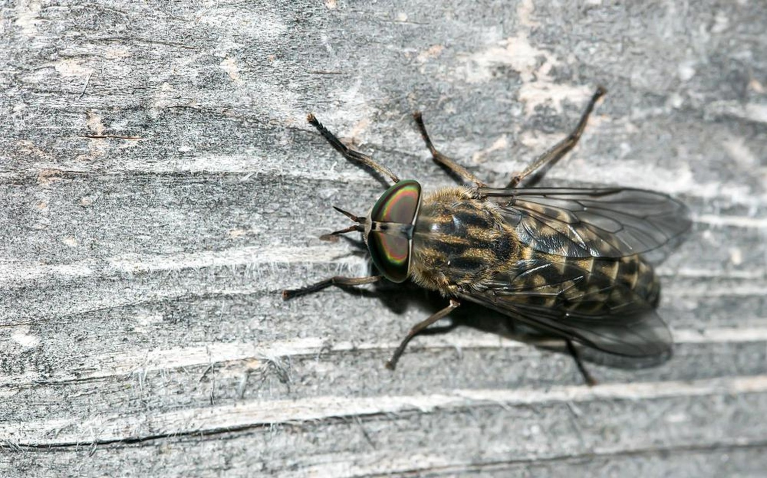 Bremsen, Tabanidae, Regenbremse, Haematopota pluvialis