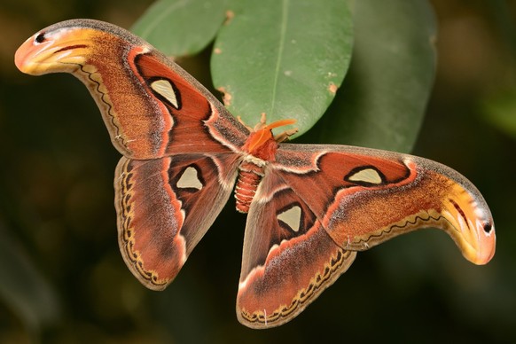 cute news tier atlasspinner motte