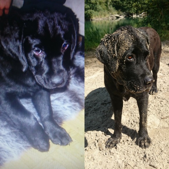 Als Neu-Â«HÃ¼ndelerÂ» am Strand â ein schonungsloser Ferienbericht ð¶
Hach waren das Zeiten als unser Labbi als Welpe den Fluss anbellte weil er noch nicht wusste wie Schwimmen. Heute bekommt man  ...