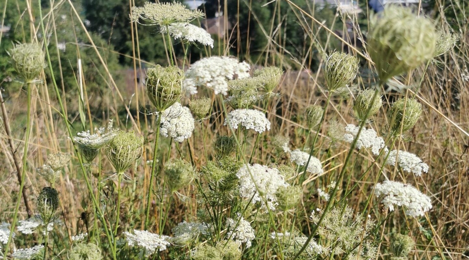 Daucus Carota