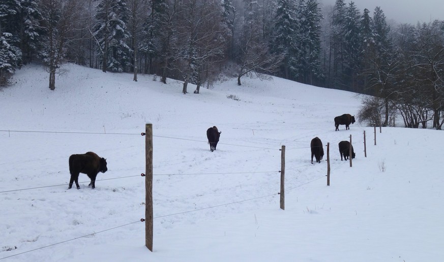 Wisente am 10. Januar 2023 vom Projekt Wisent Thal im Solothurner Jura