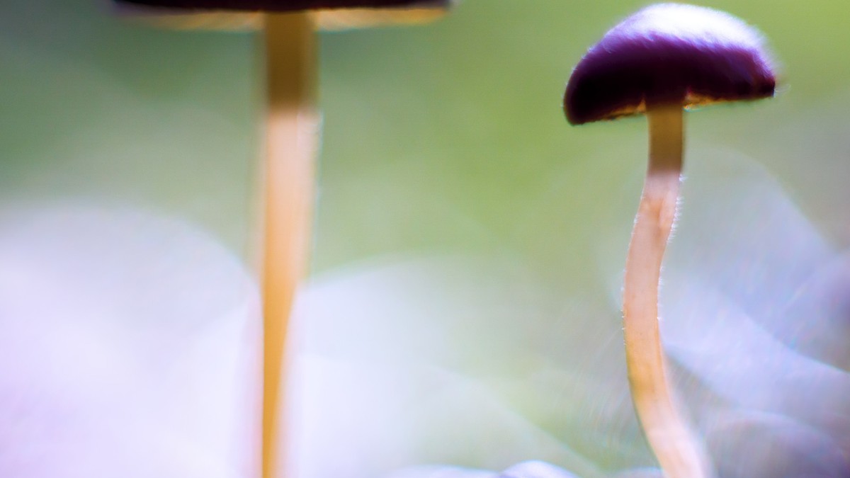 Zürcher Klinik lindert schwere Depressionen mit Psilocybin