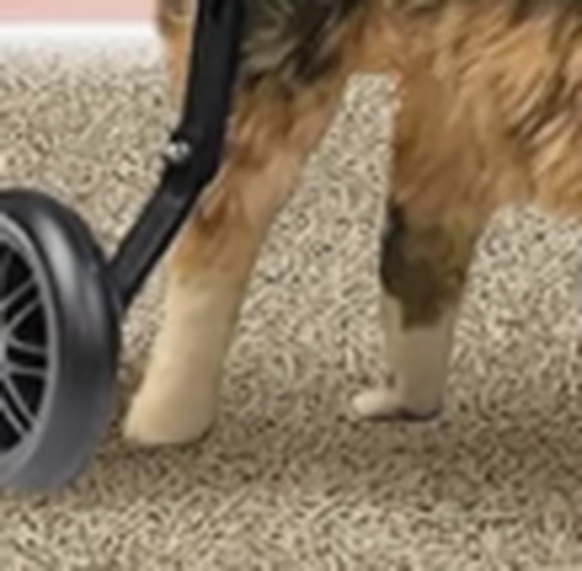 Shein und Co.: Photoshop- und KI-Fails