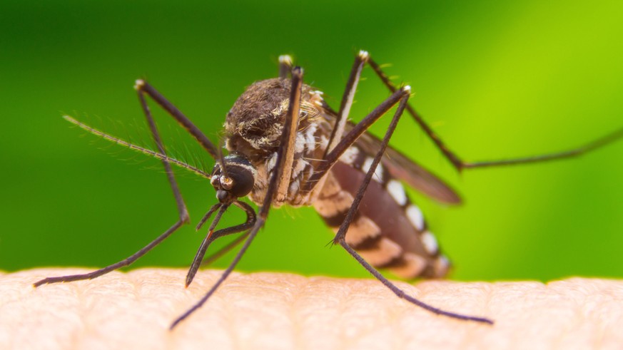 Gelbfiebermücke, Aedes aegypti