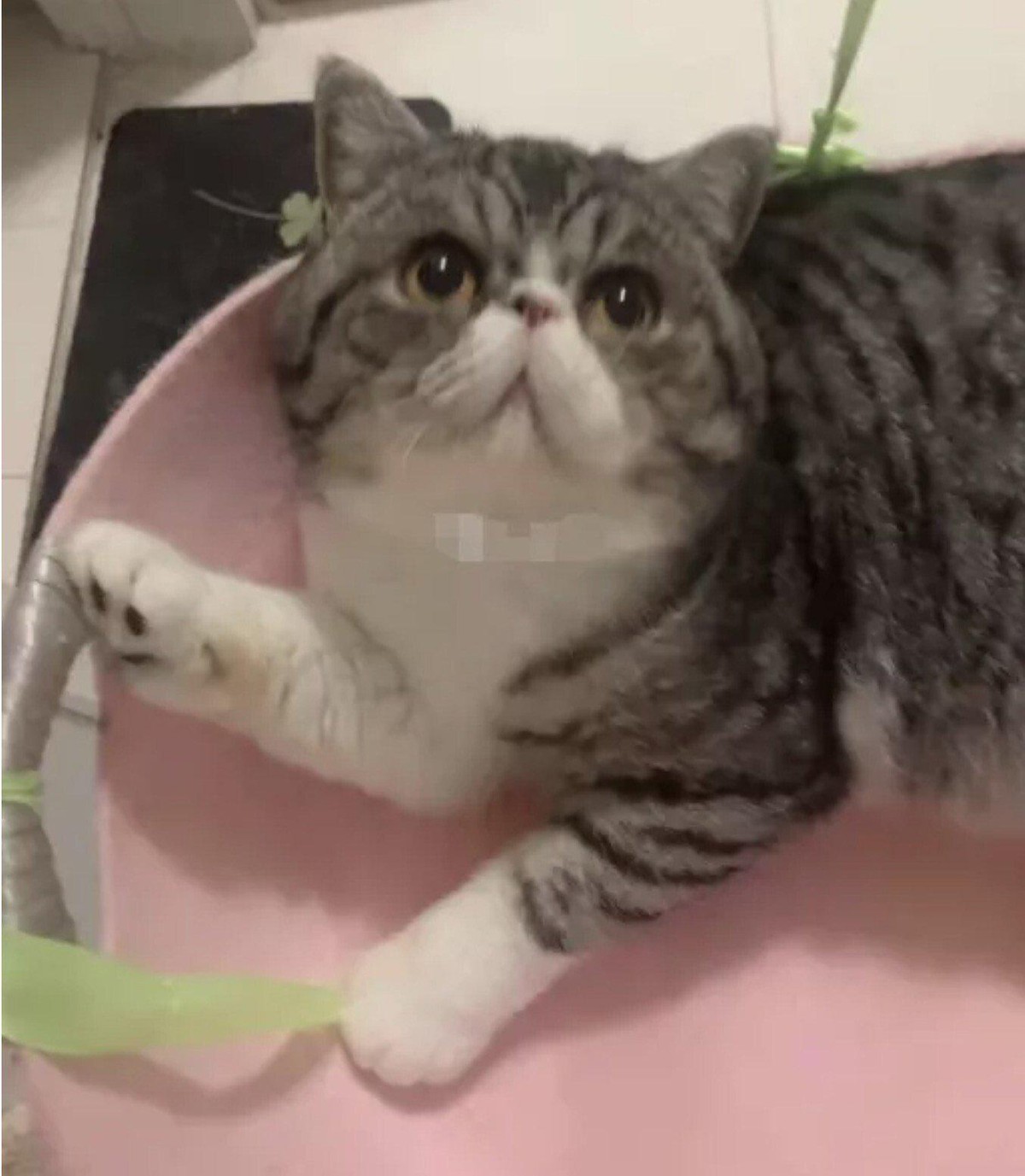 En Chine, des chats postifs au Covid ont été euthanasiés.