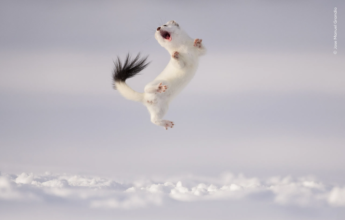 Jose Manuel Grandío (Spain) braves below-zero temperatures to witness a stoat jumping high into the air above the snow.
https://www.nhm.ac.uk/wpy/gallery/2024-twist-and-jump?tags=ed.current