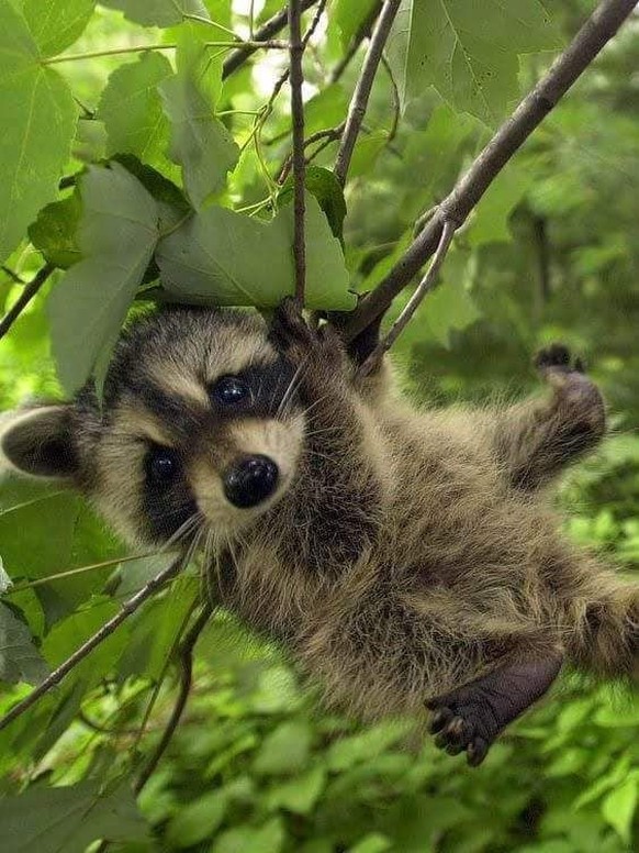 cute news tier raccoon waschbär

https://ch.pinterest.com/pin/1196337391812370/