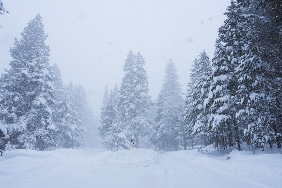 Pine trees are covered in snow during a storm on Tuesday, Feb. 17, 2026 in Truckee Calif. (AP Photos/Brooke Hess-Homeier)
California Avalanche
