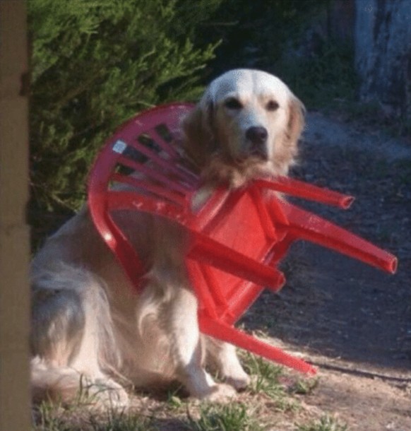Hund
Cute News
