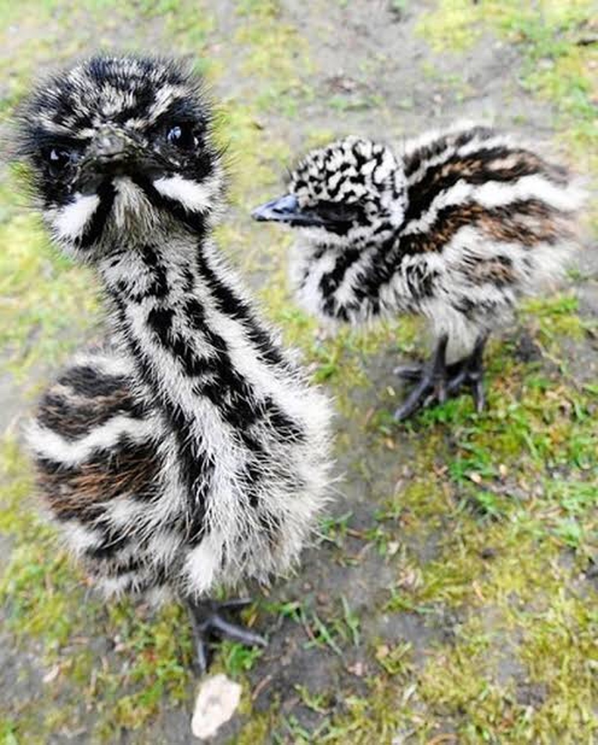 Australien Tiere