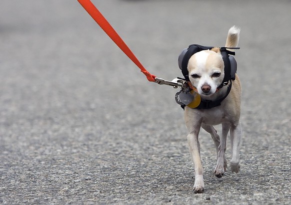 Fontana, CA - February 19, 2010: A furry fan walks through the garage equipped with ear protection and a leash. - ZUMAa55