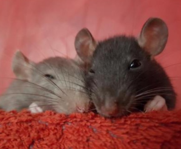 Ja, da machst du grosse Augen, wenn die besten Tierbilder endlich da sind
Ratten, bitte bitte bring Ratten oder heissen die Rattatouillen?