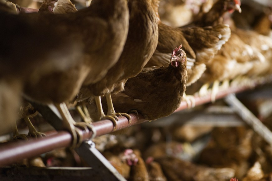 Laying hens in the hen coop in the organic eggs production of Ueli Suter&#039;s Steinhof farm in Niederweningen in the canton of Zurich, Switzerland, pictured on June 5, 2013. (KEYSTONE/Christian Beut ...