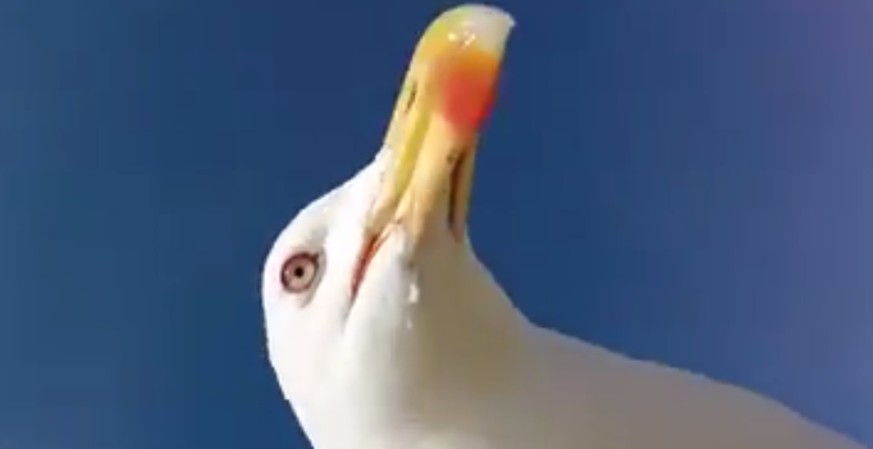 Eine Möwe klaut einem Schweizer die GoPro-Kamera. Was dabei entsteht, ist ein wirklich cooles Video