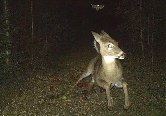cute news tier reh rennt von einem flying squirrel davon

https://www.reddit.com/r/funny/comments/1cfy8k5/deer_running_from_a_flying_squirrel_caught_on_a/