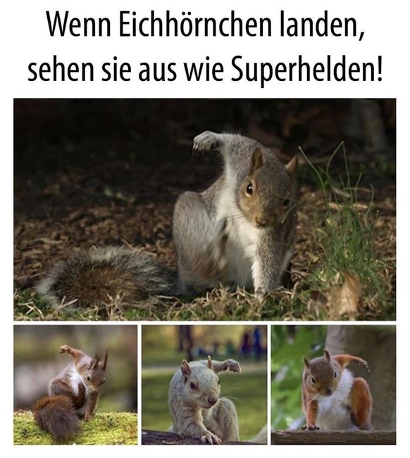 Kuckuck! Hier gibt&#039;s lustige Tierbilder. (Und auch das eine oder andere GIF)
Und hier Supereichen рџ¤—