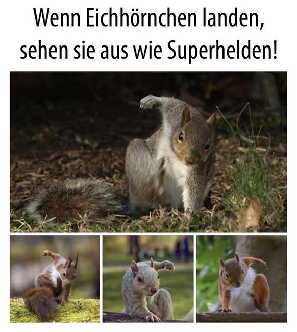 Kuckuck! Hier gibt&#039;s lustige Tierbilder. (Und auch das eine oder andere GIF)
Und hier Supereichen ð¤