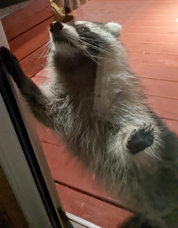 fun news animal raccoon https://www.reddit.com/r/FunnyAnimals/comments/z7t6zg/pwease_let_me_in/