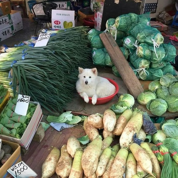 cute news tier hund

https://ch.pinterest.com/pin/3166662232770894/