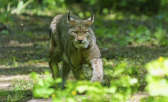 Ein Luchs im Schatten eines Waldes, aufmerksam und gebückt. Die Umgebung ist grün und voller Pflanzen, Luchs, Lynx lynx, Europäischer Luchs, Deutschland, Europa A lynx in the shade of a forest, alert  ...