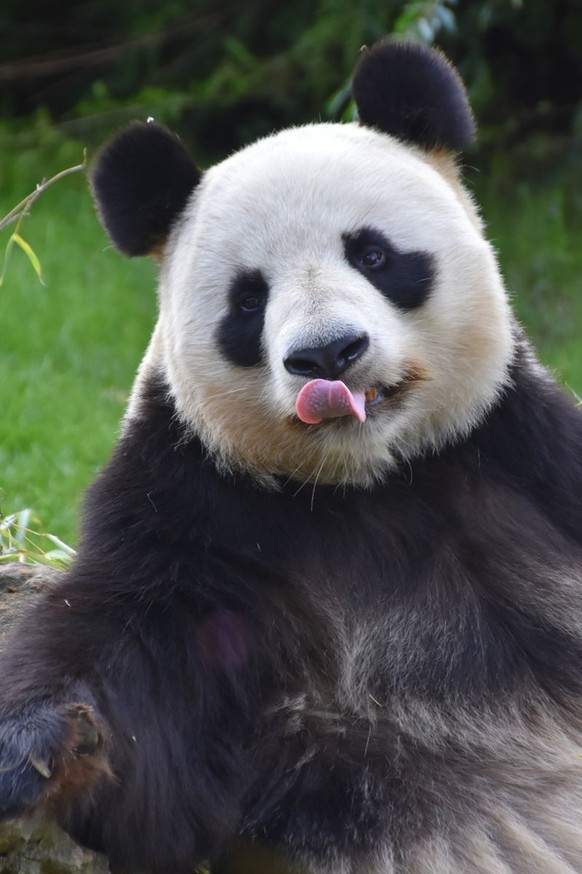 cute news animal tier panda

https://imgur.com/t/animals/fmEQHsl