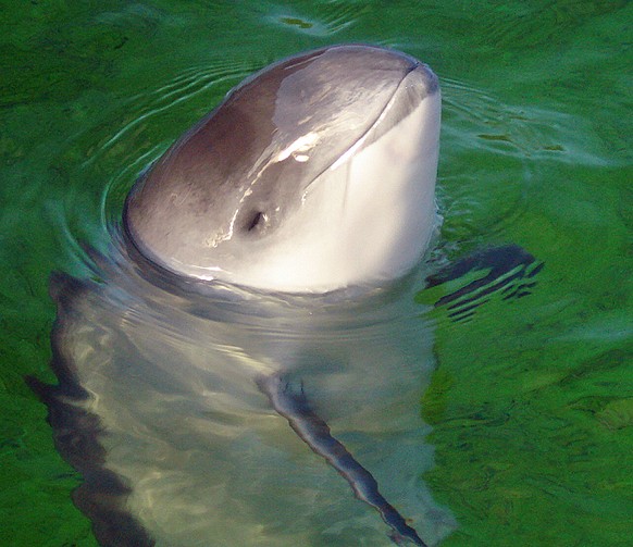 Das ist ein Gewöhnlicher Schweinswal mit dem charakteristischen runden Köpflein. Er ist mit den Delfinen verwandt.